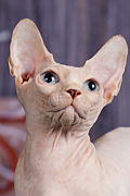 SmilodonMirabell