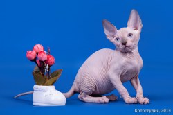 Ярвуд Скорпион