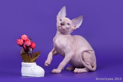 Ярвуд Скорпион