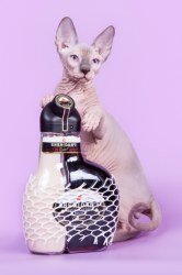 Ярвуд Скорпион