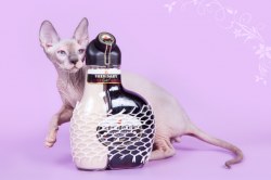Ярвуд Скорпион