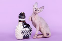 Ярвуд Скорпион