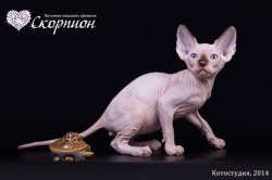 Яхонт Скорпион