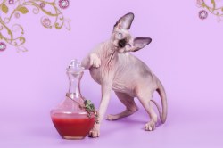 Яхонт Скорпион
