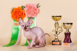 Кассандра Скорпион