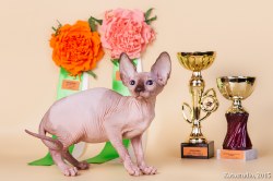 Кассандра Скорпион