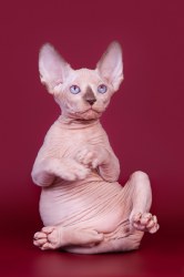 Клеопатра Скорпион