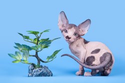 Крис Скорпион