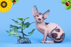 Крис Скорпион