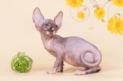 Кристиан Скорпион