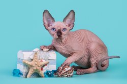 Клаудиа Скорпион