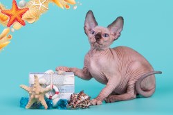 Клаудиа Скорпион