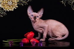 Клаудиа Скорпион
