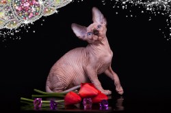 Клаудиа Скорпион