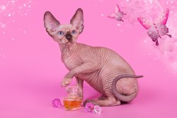 Клаудиа Скорпион