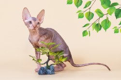 Лиана Скорпион