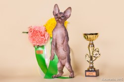 Лаура Скорпион