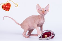Орнелла Скорпион