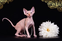 Орнелла Скорпион