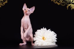 Орнелла Скорпион