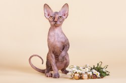 Памелла Скорпион