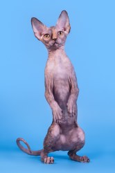 Памелла Скорпион