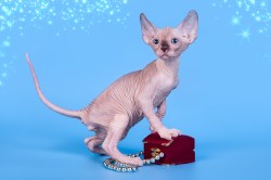 Морган Скорпион