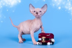 Мануэль Скорпион
