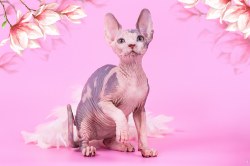 Хелен Скорпион