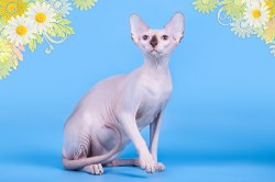 Хилари Скорпион
