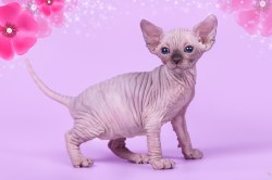 Ханна Скорпион