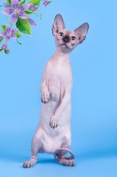 Ханна Скорпион
