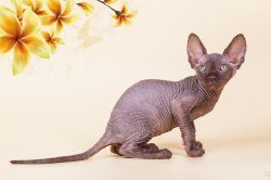Уитни Скорпион