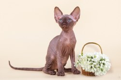 Ульрика Скорпион