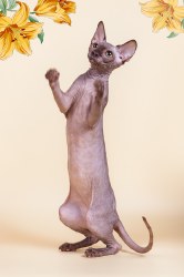 Ульрика Скорпион