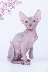 Ультра Голд Скорпион