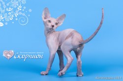 Тобиас