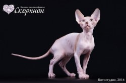 Тобиас