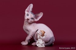 Никсон  Скорпион