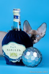 Выпускники нашего питомника